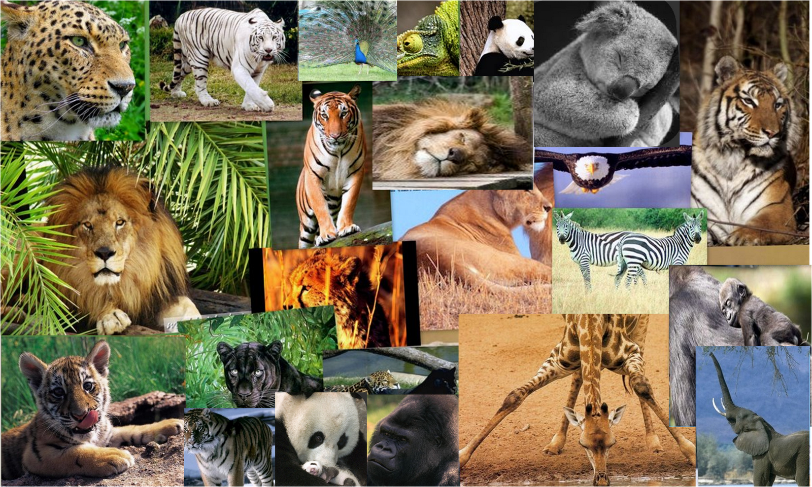 Resultado de imagen para imagenes de animales en peligro de extincion collage